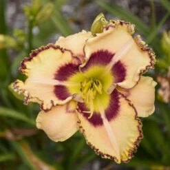 Rainbow Rhythm® 'King Of The Ages' Daylily