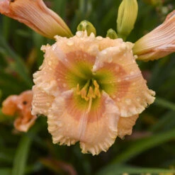 Rainbow Rhythm® 'Orange Smoothie' Daylily -Great Garden Plants rainbow rhythm orange smoothie daylily 2