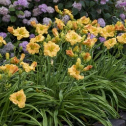 Rainbow Rhythm® 'Orange Smoothie' Daylily -Great Garden Plants rainbow rhythm orange smoothie daylily 3