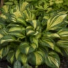 'Rainbow's End' Hosta 2 'Rainbow's End' Hosta -Great Garden Plants rainbows end hosta 1