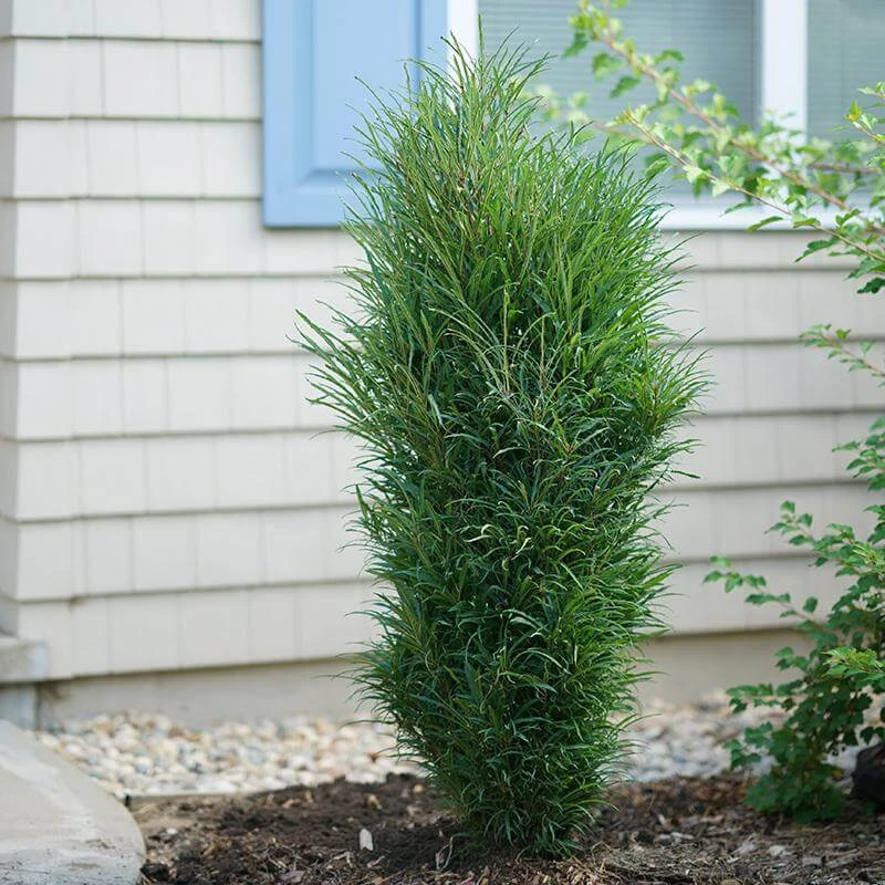 Fine Line® Improved Rhamnus 3 Fine Line® Improved Rhamnus