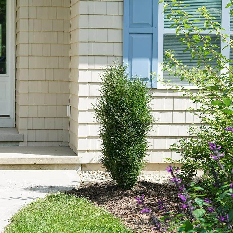 Fine Line® Improved Rhamnus 4 Fine Line® Improved Rhamnus - Image 2