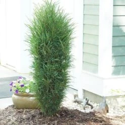 Fine Line® Improved Rhamnus 8 Fine Line® Improved Rhamnus -Great Garden Plants rhamnus fine line improved 3 sw