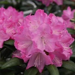 Dandy Man® Pink Rhododendron -Great Garden Plants rhododendron dandy man pink 1 sw