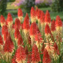 Pyromania™ 'Rockets Red Glare' Red Hot Poker 7 Pyromania™ 'Rockets Red Glare' Red Hot Poker -Great Garden Plants rockets red glare red hot poker 2