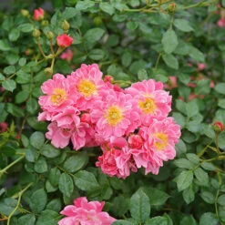 Oso Easy® Double Pink Rose -Great Garden Plants rosa oso easy double pink 3 P