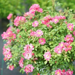 Oso Easy® Double Pink Rose -Great Garden Plants rosa oso easy double pink 5 P