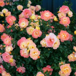 Oso Easy Italian Ice® Rose -Great Garden Plants rosa oso easy italian ice 3 P
