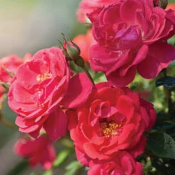 Oso Easy® Rose Collection -Great Garden Plants rosa oso easy mango salsa 5