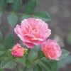Oso Easy® Petit Pink Rose -Great Garden Plants rosa oso easy petit pink 1 P