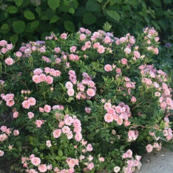 Oso Easy® Petit Pink Rose -Great Garden Plants rosa oso easy petit pink 3 P