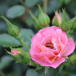 Oso Easy® Petit Pink Rose -Great Garden Plants rosa oso easy petit pink 4 P
