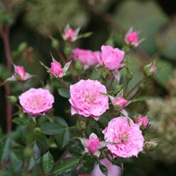 Oso Easy® Petit Pink Rose -Great Garden Plants rosa oso easy petit pink 5 P