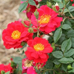 Oso Easy Urban Legend® Rose -Great Garden Plants rosa oso easy urban legend 2 P