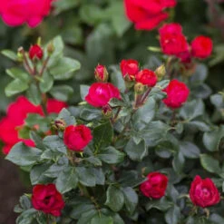 Petite Knock Out® Rose -Great Garden Plants rosa petite knock out 2 P