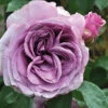 Quicksilver™ Climbing Rose -Great Garden Plants rosa quicksilver 1 P