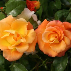 Great Garden Plants -Great Garden Plants rosa sunorita rose 2 P