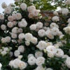 White Eden® Climbing Rose 2 White Eden® Climbing Rose -Great Garden Plants rosa white eden 1 P