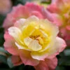 Oso Easy Italian Ice® Rose -Great Garden Plants rosa oso easy italian ice 1 P