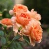 At Last® Rose 1 At Last® Rose -Great Garden Plants rose at last 2 a26a553c 6b9e 45ff 8309 4df9340e321d sw