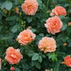 At Last® Rose -Great Garden Plants rose at last 5 1378cb08 c8a9 4fff b785 ba8e03f8e03f sw