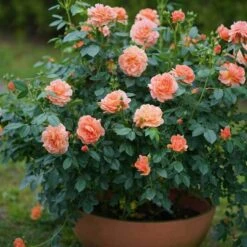 At Last® Rose -Great Garden Plants rose at last 6 6442da98 63e6 4e17 9aa7 aba4220647ea sw