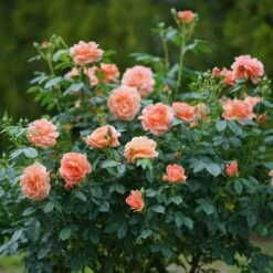 At Last® Rose -Great Garden Plants rose at last 7 dc9913ef 0f17 4a08 a685 3e6ef1b62a99 sw
