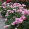 Blushing Knock Out® Rose -Great Garden Plants rose blushing knock out 1 sw