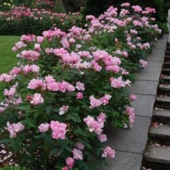 Great Garden Plants -Great Garden Plants rose blushing knock out 2 sw