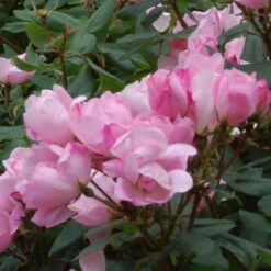 Blushing Knock Out® Rose -Great Garden Plants rose blushing knock out 3 sw