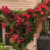 'Blaze' Climbing Rose 2 'Blaze' Climbing Rose -Great Garden Plants rose climbing blaze 1