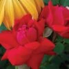Double Knock Out® Rose -Great Garden Plants rose double knock out 1 sw