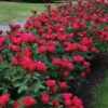 Knock Out® Rose 2 Knock Out® Rose -Great Garden Plants rose knock out 1