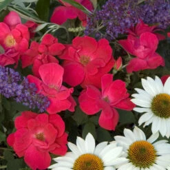 Knock Out® Rose -Great Garden Plants rose knock out 2