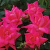 Pink Double Knock Out® Rose -Great Garden Plants rose pink double knock out 1