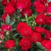 Red Drift® Rose -Great Garden Plants rose red drift 1