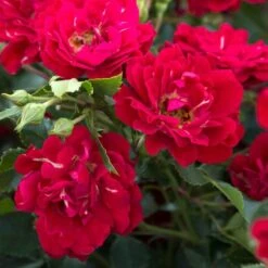 Great Garden Plants -Great Garden Plants rose red drift 2