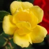 Sunny Knock Out® Rose -Great Garden Plants rose sunny knock out 1
