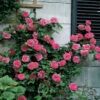 'Zéphirine Drouhin' Climbing Rose 1 'Zéphirine Drouhin' Climbing Rose -Great Garden Plants rose zephirine drouhin 2
