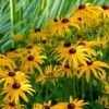 'Goldsturm' Black-Eyed Susan (Rudbeckia) 1 'Goldsturm' Black-Eyed Susan (Rudbeckia) -Great Garden Plants rudbeckia goldsturm black eyed susan 4 sw