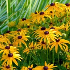'Goldsturm' Black-Eyed Susan (Rudbeckia)