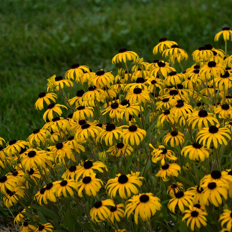 'American Gold Rush' Black-Eyed Susan (Rudbeckia) 4 'American Gold Rush' Black-Eyed Susan (Rudbeckia) - Image 2