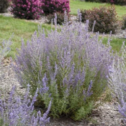 'Sage Advice' Russian Sage 8 'Sage Advice' Russian Sage -Great Garden Plants sage advice russian sage 2