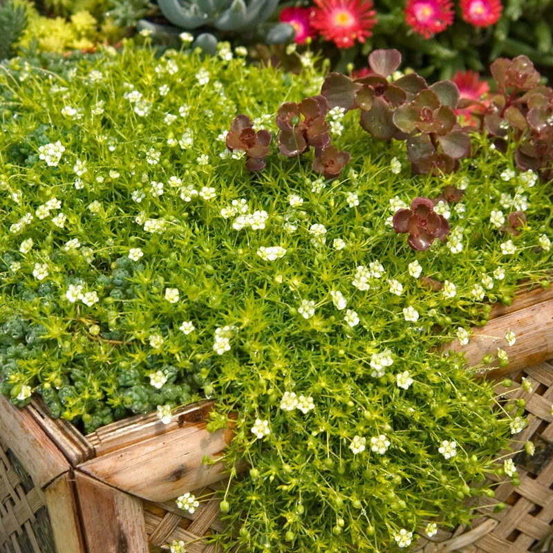 Irish Moss - Yellow 4 Irish Moss - Yellow - Image 2