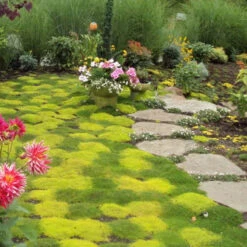 Irish Moss - Yellow 9 Irish Moss - Yellow -Great Garden Plants sagina subulata aurea scotch moss 4