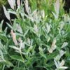 'Hakuro Nishiki' Dappled Willow -Great Garden Plants salix integra hakuro nishiki willow 1 sw