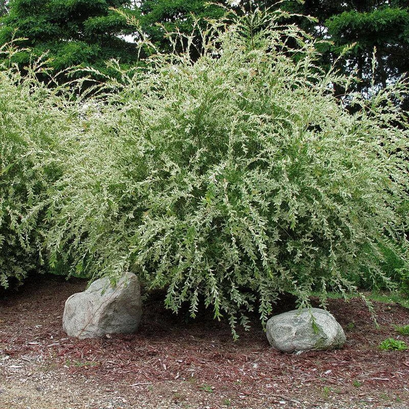 'Hakuro Nishiki' Dappled Willow 5 'Hakuro Nishiki' Dappled Willow - Image 3