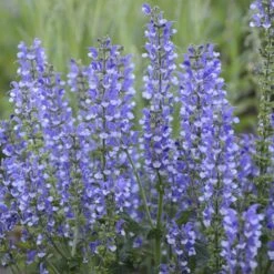 Color Spires® 'Azure Snow' Salvia -Great Garden Plants salvia azure snow 4 sw
