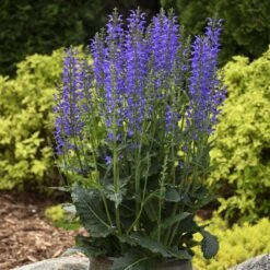 Color Spires® 'Indiglo Girl' Salvia 12 Color Spires® 'Indiglo Girl' Salvia -Great Garden Plants salvia indiglo girl 3 sw