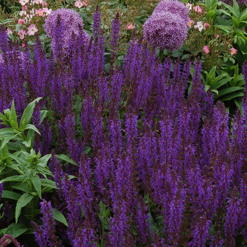 'May Night' Salvia 5 'May Night' Salvia - Image 3